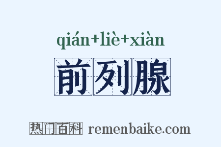 前列腺是什么意思的图片